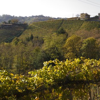 Vineyards on the Colli Orientali (eastern hills) of Friuli – photo by Aurelio Candido (CC BY-NC-SA 2.0 DEED)